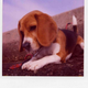 Illustration for article titled Polaroid SX-70: The Joy of Instant Photography Before Digital